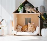 Diseñar tu hogar a la medida de tu mascota: los primeros pasos